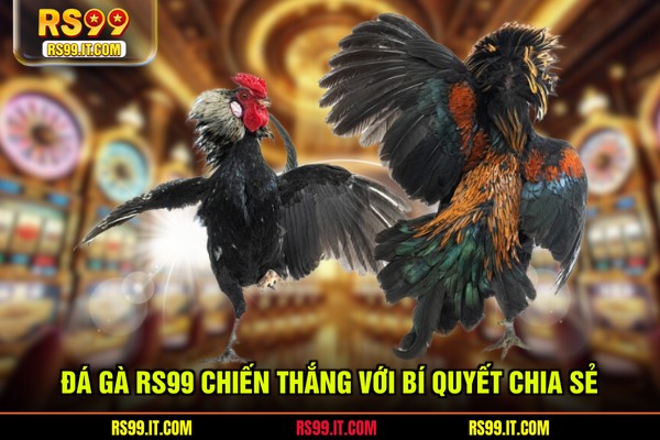 Đá gà RS99 chiến thắng với bí quyết chia sẻ